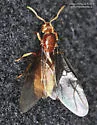 formerly Lasius flavus - photo 5