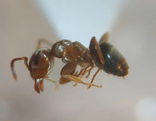 Lasius brunneus