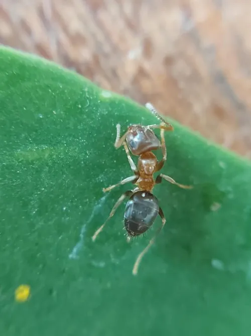 Lasius brunneus - photo 2