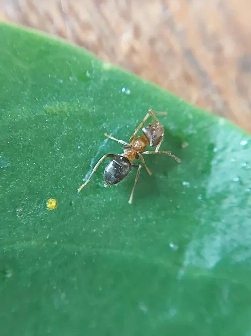 Lasius brunneus - photo 3