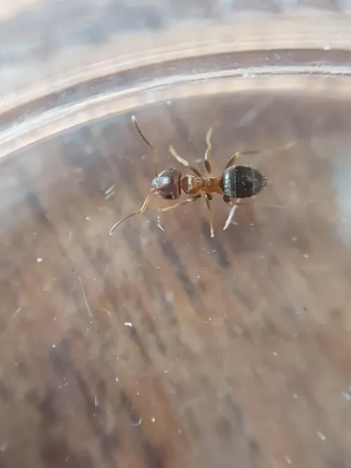 Lasius brunneus - photo 4