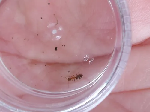 Lasius brunneus - photo 5