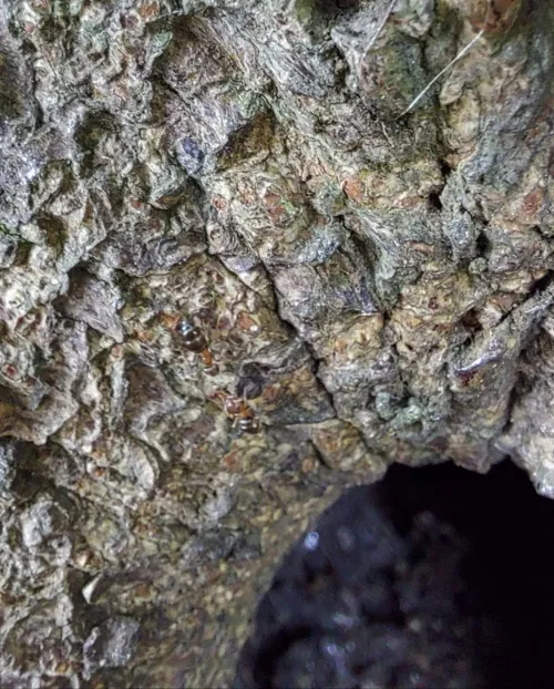 Lasius brunneus - photo 6