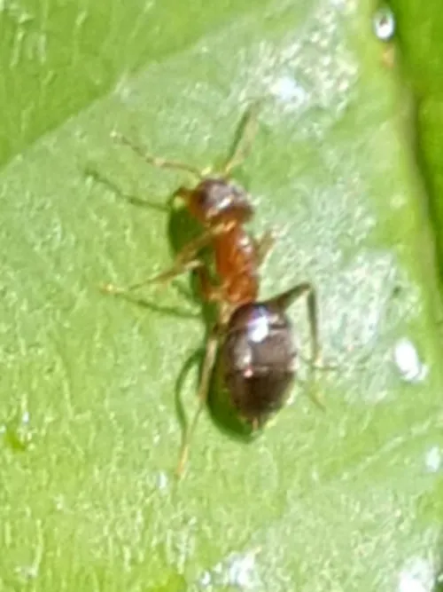 Lasius brunneus - photo 7