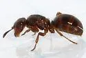 Smaller Yellow Ant