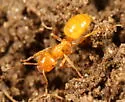 Smaller Yellow Ant - photo 2