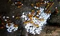 Smaller Yellow Ant - photo 3