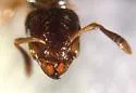 Smaller Yellow Ant - photo 5