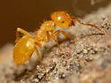 Lasius colei