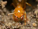 Lasius colei - photo 2
