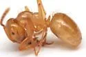 Lasius colei - photo 3