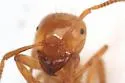 Lasius colei - photo 4