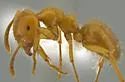 Lasius coloradensis