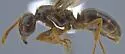 Lasius coloradensis - photo 2