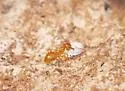 Lasius coloradensis - photo 3