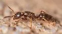 Lasius coloradensis - photo 4
