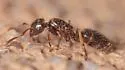 Lasius coloradensis - photo 5