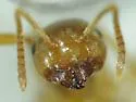 Lasius crypticus