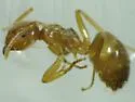 Lasius crypticus - photo 2
