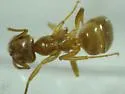 Lasius crypticus - photo 3