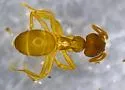 Lasius crypticus - photo 4