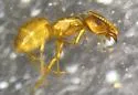 Lasius crypticus - photo 5