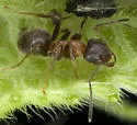 Lasius emarginatus