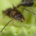Lasius emarginatus - photo 2