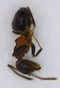 Lasius emarginatus - photo 3