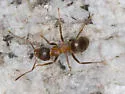 Lasius emarginatus - photo 4