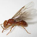 Lasius interjectus