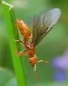 Lasius interjectus - photo 2