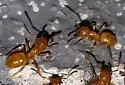 Lasius interjectus - photo 3