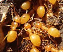 Lasius interjectus - photo 4