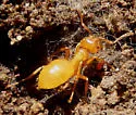 Lasius interjectus - photo 5