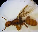 Lasius latipes
