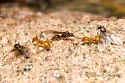 Lasius latipes - photo 2