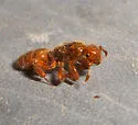Lasius latipes - photo 3
