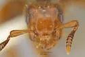 Lasius latipes - photo 4