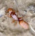 Lasius latipes - photo 5