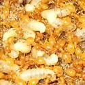 Lasius murphyi