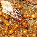 Lasius murphyi - photo 2