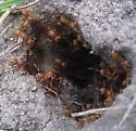 Lasius murphyi - photo 3