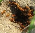 Lasius murphyi - photo 4