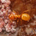 Lasius murphyi - photo 5