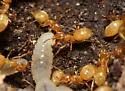 Lasius nearcticus - Lasius nearcticus