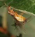 Lasius nearcticus - photo 2