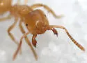 Lasius nearcticus - photo 3