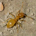 Lasius nearcticus - photo 5