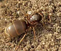 Cornfield ant